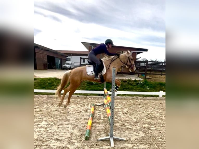 Sportivo Spagnolo / Sportivo della Spagna Stallone 3 Anni 146 cm Pearl in Girona