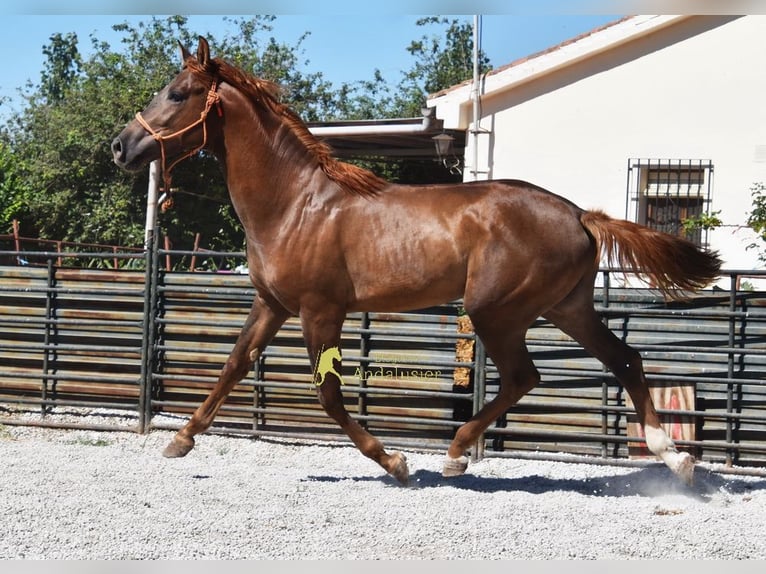 Sportivo Spagnolo / Sportivo della Spagna Stallone 3 Anni 153 cm Sauro scuro in Provinz Granada