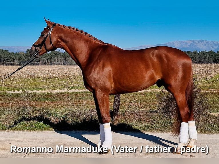 Sportivo Spagnolo / Sportivo della Spagna Stallone 3 Anni 153 cm Sauro scuro in Provinz Granada