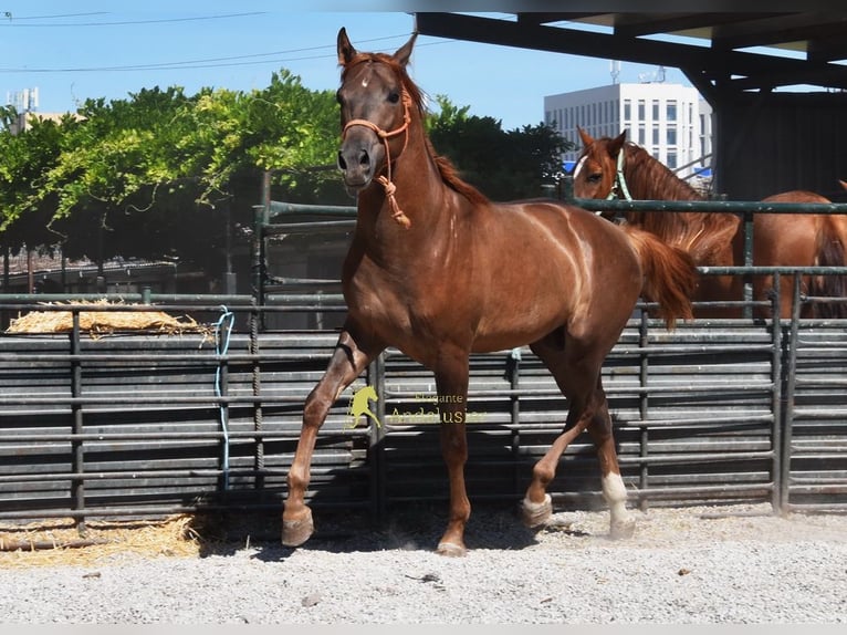 Sportivo Spagnolo / Sportivo della Spagna Stallone 3 Anni 153 cm Sauro scuro in Provinz Granada
