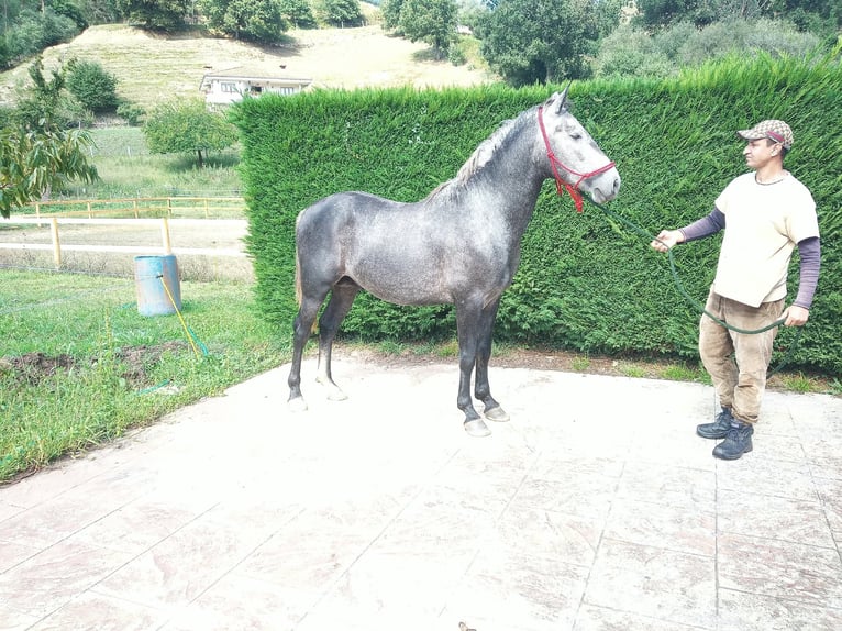 Sportivo Spagnolo / Sportivo della Spagna Stallone 3 Anni 154 cm Grigio in Lierganes