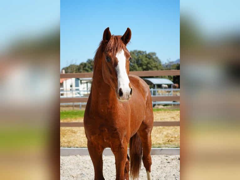 Sportivo Spagnolo / Sportivo della Spagna Stallone 3 Anni 162 cm Sauro in colmenar viejo
