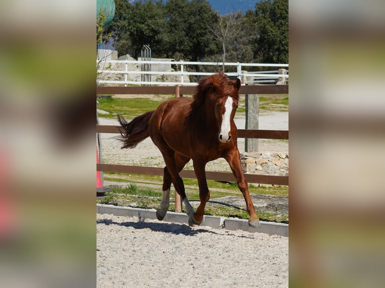 Sportivo Spagnolo / Sportivo della Spagna Stallone 3 Anni 162 cm Sauro in colmenar viejo