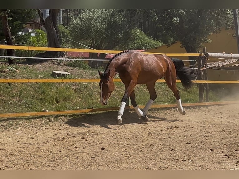 Sportivo Spagnolo / Sportivo della Spagna Stallone 3 Anni 163 cm Baio chiaro in Arenas De San Pedro