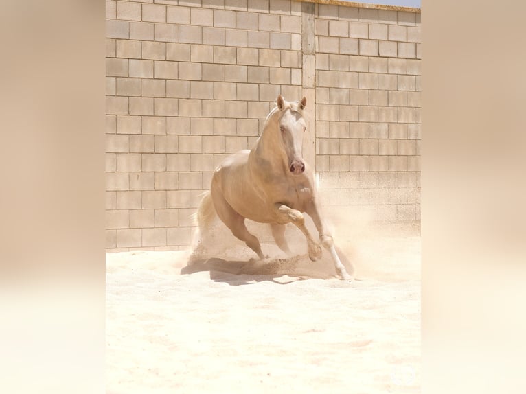 Sportivo Spagnolo / Sportivo della Spagna Stallone 3 Anni 170 cm Cremello in Navalperal De Pinares
