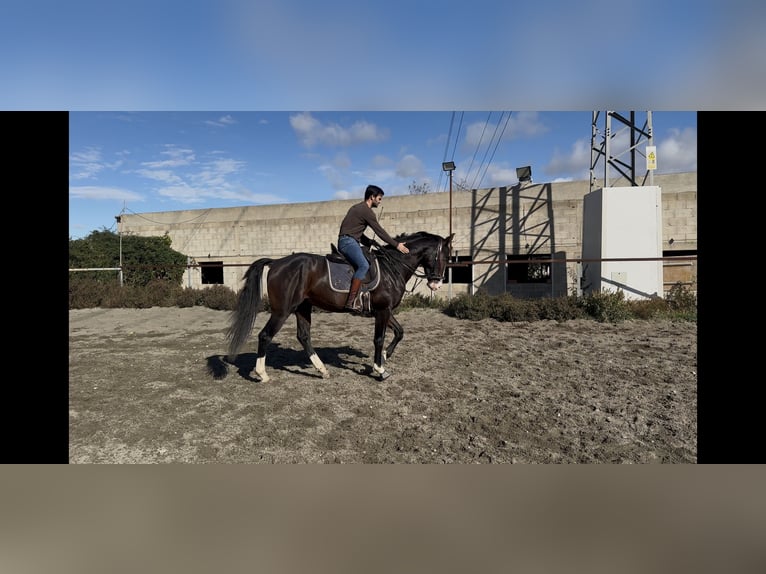 Sportivo Spagnolo / Sportivo della Spagna Stallone 4 Anni 169 cm Baio scuro in Cuarte De Huerva