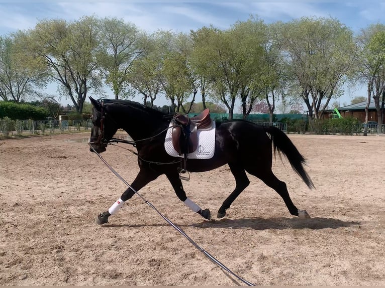 Sportivo Spagnolo / Sportivo della Spagna Stallone 4 Anni 171 cm Morello in Carretera Alcala- Camarma Km 3,3