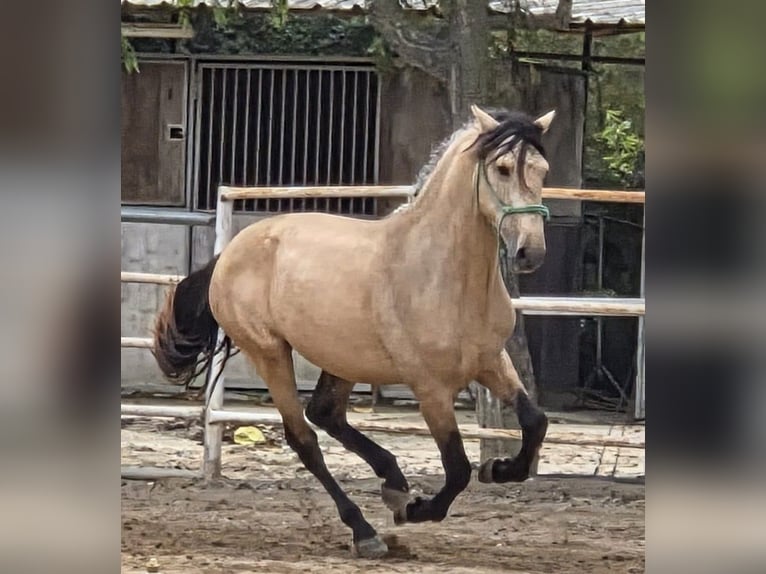 Sportivo Spagnolo / Sportivo della Spagna Stallone 5 Anni 156 cm in Barcelona