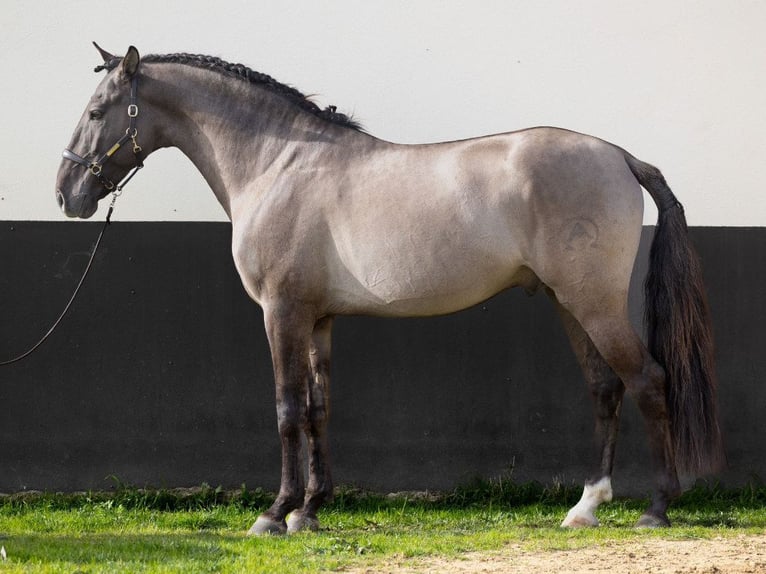 Sportivo Spagnolo / Sportivo della Spagna Stallone 5 Anni 164 cm Grullo in Navas Del Madroño