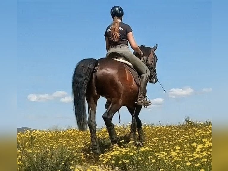 Sportivo Spagnolo / Sportivo della Spagna Stallone 5 Anni 166 cm Baio scuro in Sevilla