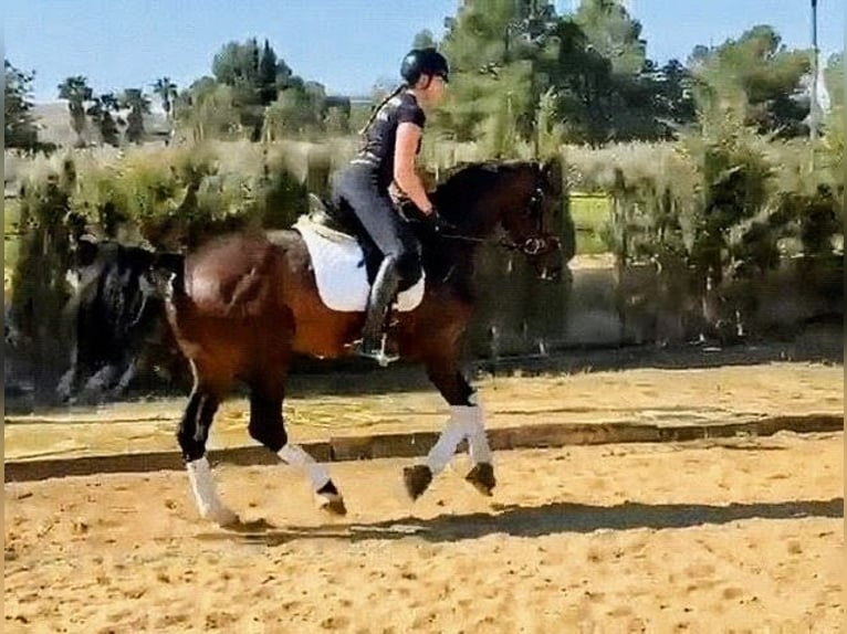 Sportivo Spagnolo / Sportivo della Spagna Stallone 5 Anni 166 cm Baio scuro in Sevilla