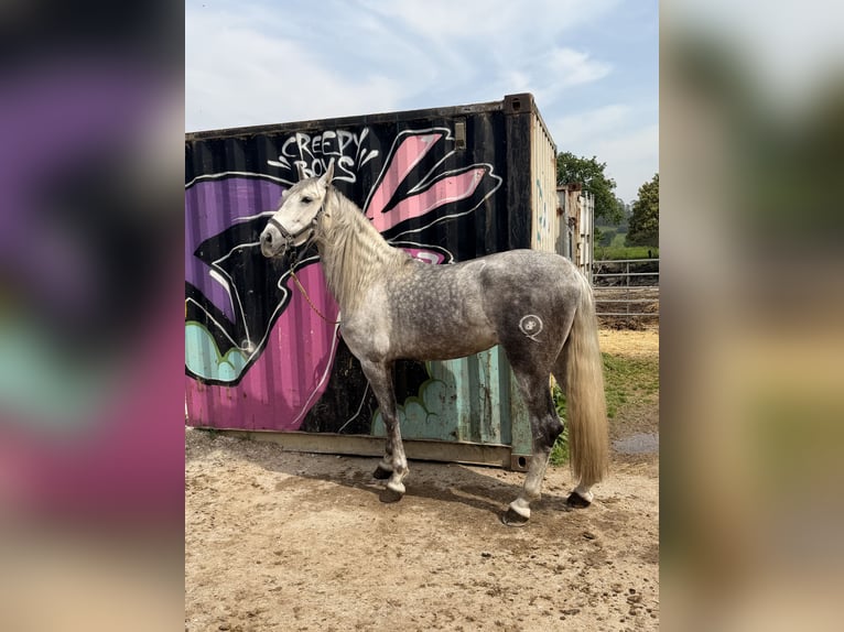 Sportivo Spagnolo / Sportivo della Spagna Stallone 5 Anni 168 cm Grigio pezzato in Santander