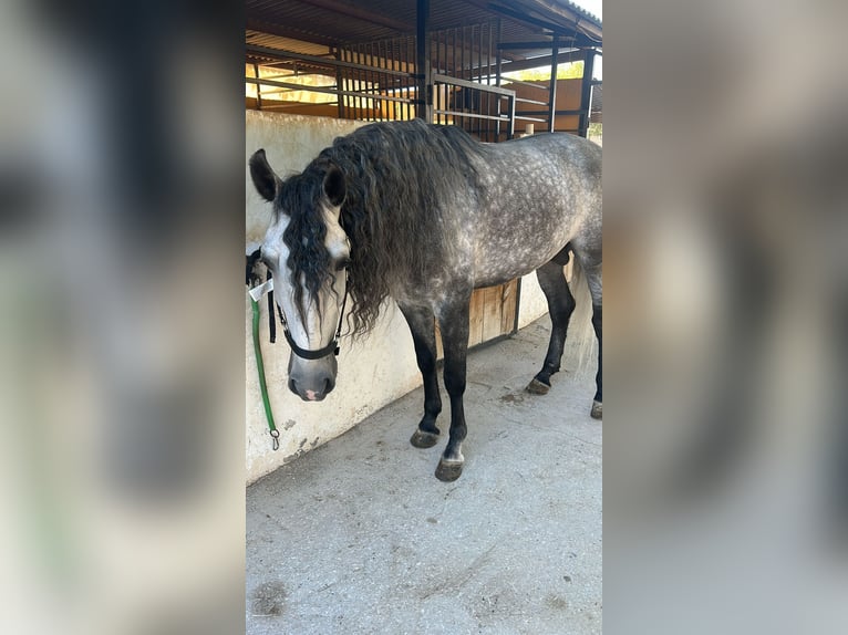 Sportivo Spagnolo / Sportivo della Spagna Stallone 6 Anni 163 cm Grigio pezzato in Elda (alicante)