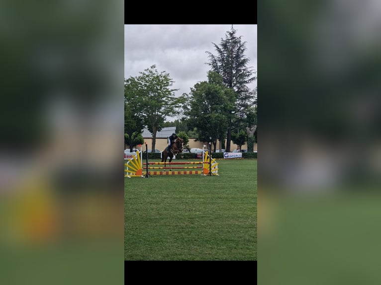 Sportivo Spagnolo / Sportivo della Spagna Stallone 6 Anni 167 cm Sauro in Burgos