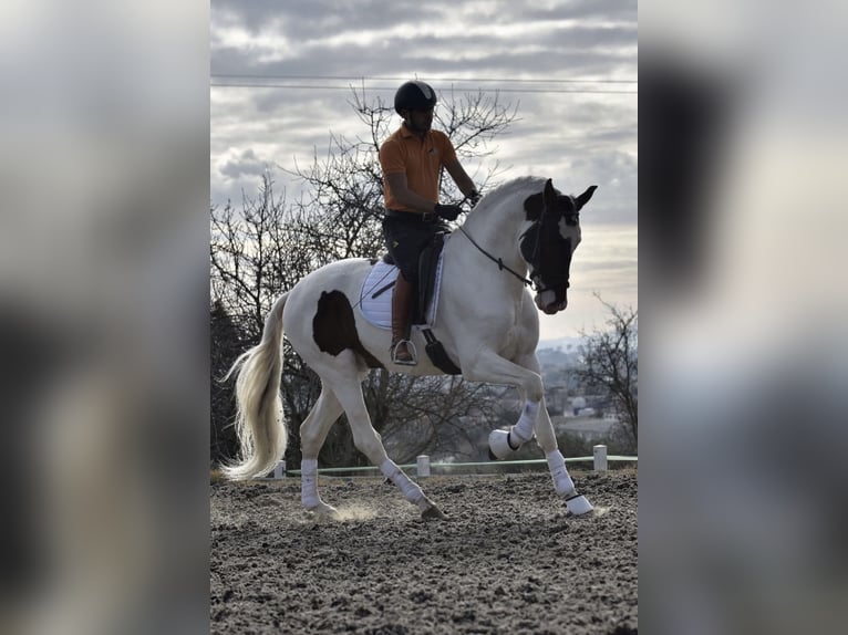 Sportivo Spagnolo / Sportivo della Spagna Stallone 6 Anni 170 cm Pezzato in Sentmenat