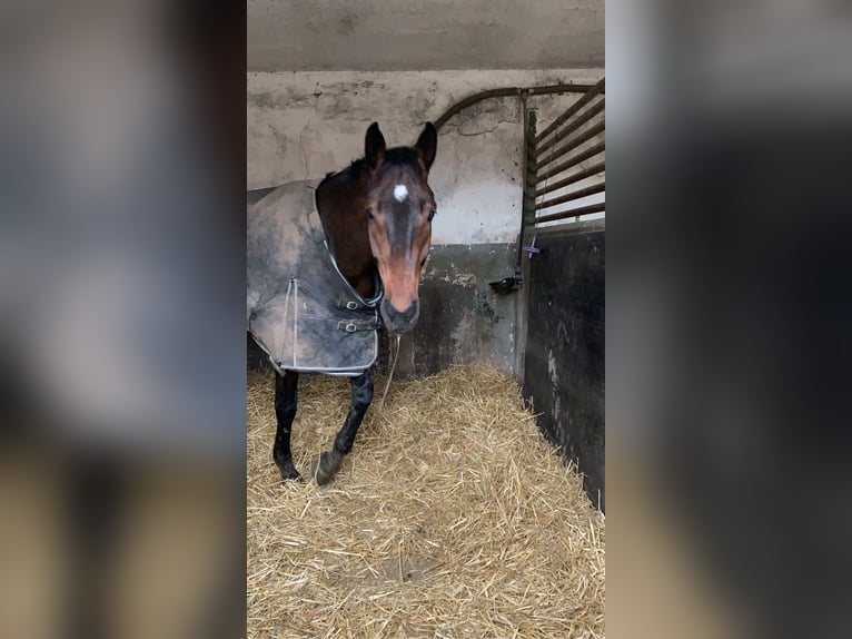 Sportivo Tedesco / Sportivo della Germania Castrone 10 Anni 180 cm Baio scuro in Kamp-Lintfort