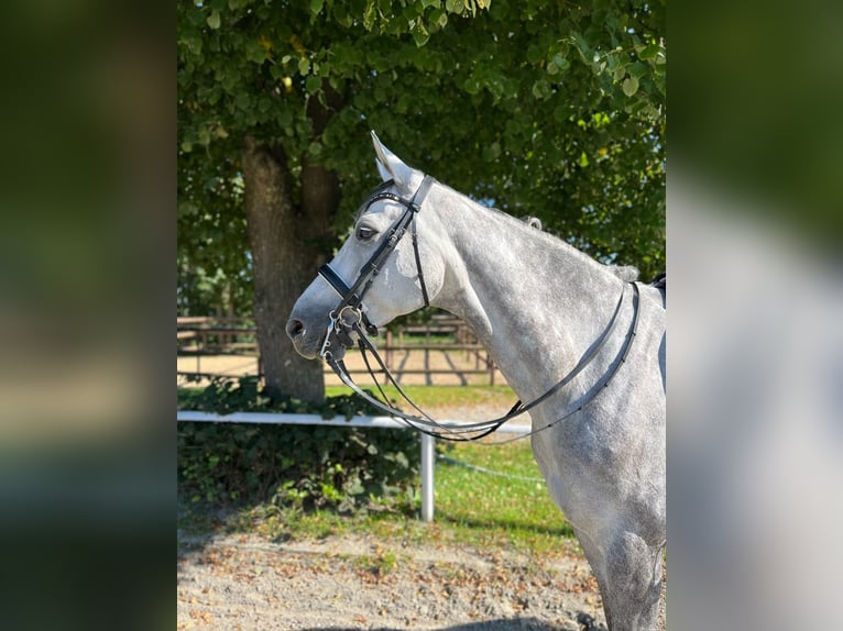 Sportivo Tedesco / Sportivo della Germania Castrone 11 Anni 182 cm Grigio pezzato in MisselwardenDorum