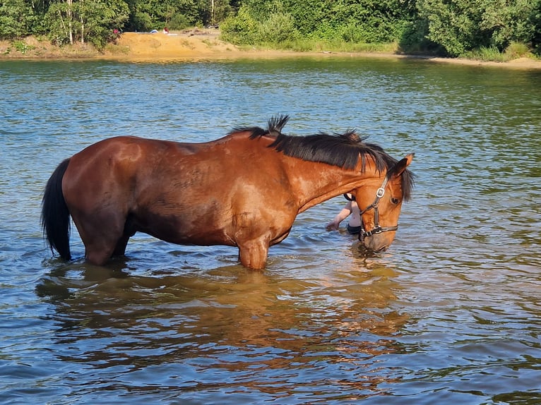 Sportivo Tedesco / Sportivo della Germania Castrone 12 Anni 165 cm Baio in Reken