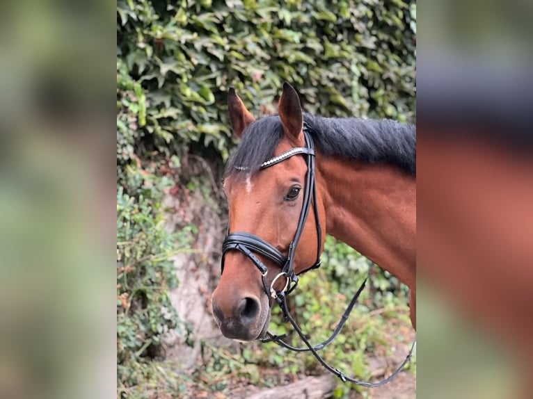 Sportivo Tedesco / Sportivo della Germania Castrone 13 Anni 172 cm Baio in Berlin