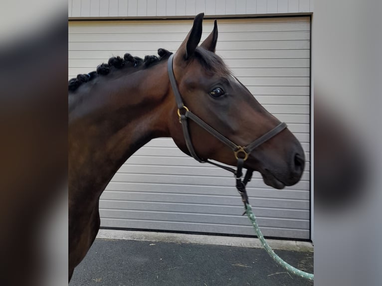 Sportivo Tedesco / Sportivo della Germania Castrone 3 Anni 165 cm Baio scuro in Hitzendorf