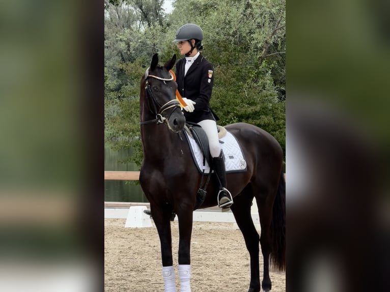 Sportivo Tedesco / Sportivo della Germania Castrone 3 Anni 168 cm Morello in Wehringen