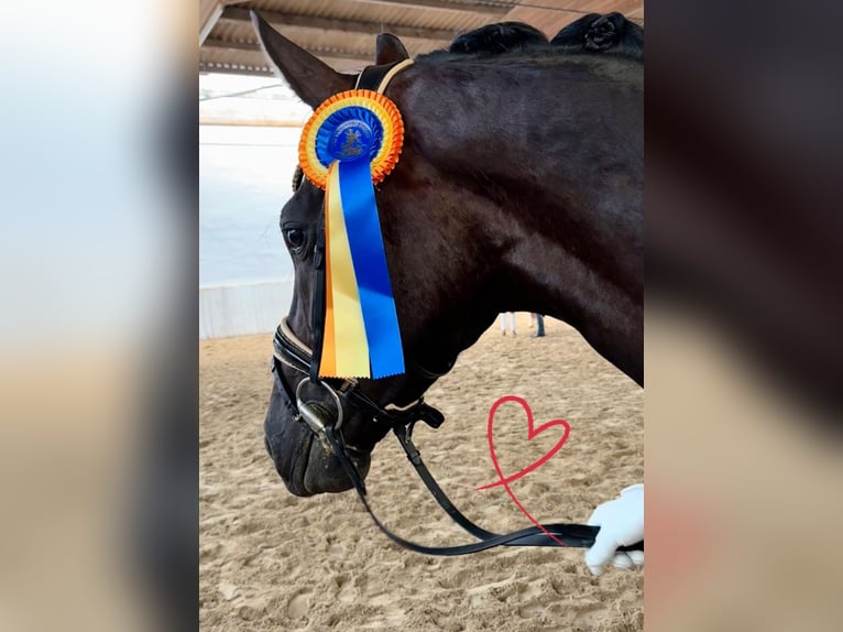 Sportivo Tedesco / Sportivo della Germania Castrone 3 Anni 168 cm Morello in Wehringen