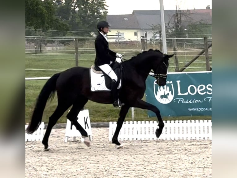 Sportivo Tedesco / Sportivo della Germania Castrone 3 Anni 168 cm Morello in Wehringen