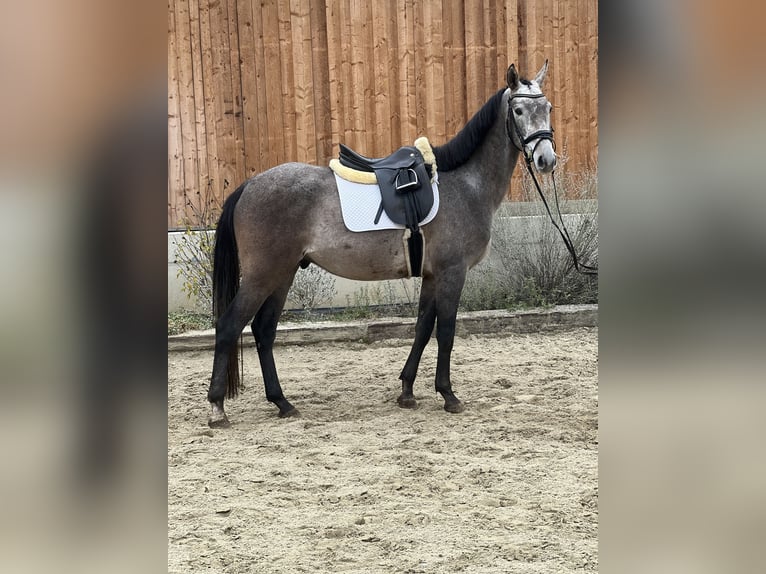 Sportivo Tedesco / Sportivo della Germania Castrone 4 Anni 162 cm Grigio pezzato in Passail