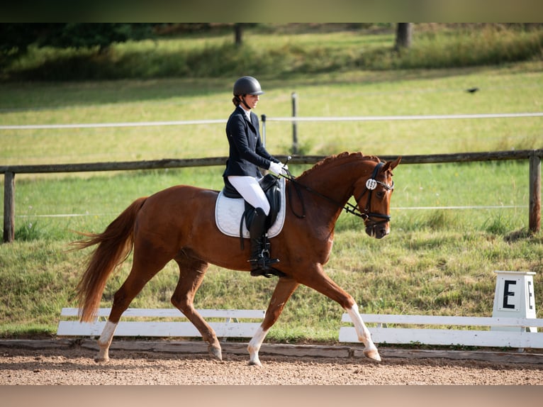 Sportivo Tedesco / Sportivo della Germania Castrone 4 Anni 168 cm Sauro in Kirchenthumbach