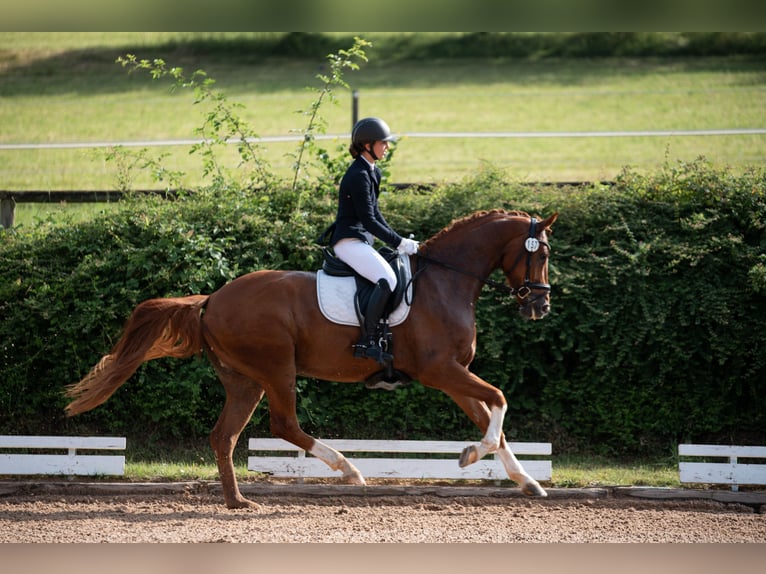 Sportivo Tedesco / Sportivo della Germania Castrone 4 Anni 168 cm Sauro in Kirchenthumbach