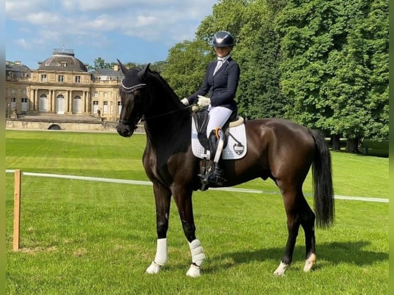 Sportivo Tedesco / Sportivo della Germania Castrone 4 Anni 170 cm Morello in Hülben