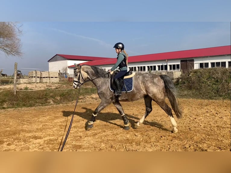 Sportivo Tedesco / Sportivo della Germania Castrone 5 Anni 163 cm Grigio in Bismark (Altmark) OT Gr&#xE4;venitz