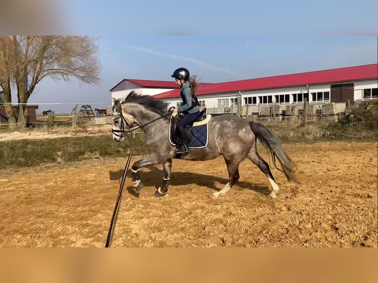 Sportivo Tedesco / Sportivo della Germania Castrone 5 Anni 163 cm Grigio in Bismark (Altmark) OT Gr&#xE4;venitz