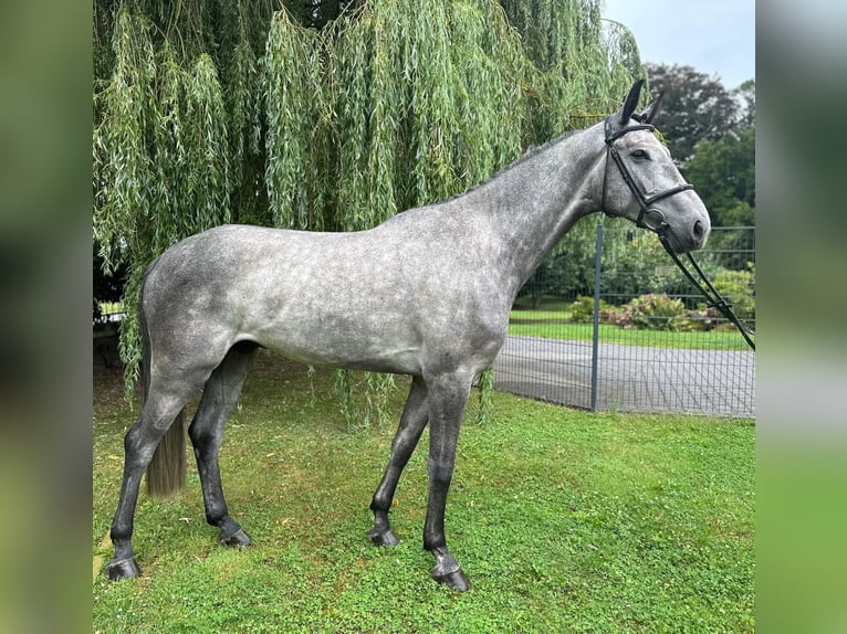 Sportivo Tedesco / Sportivo della Germania Castrone 5 Anni 170 cm Grigio pezzato in Willich