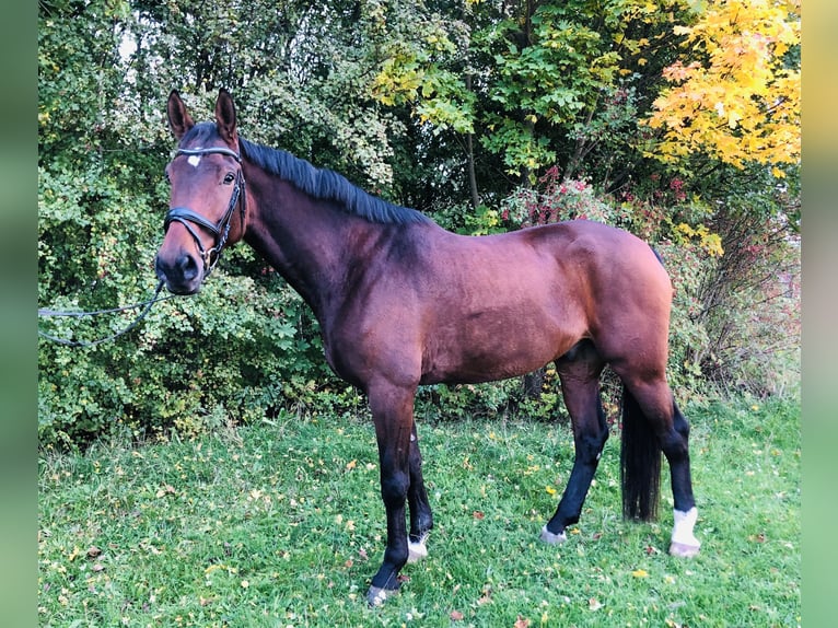 Sportivo Tedesco / Sportivo della Germania Castrone 5 Anni 178 cm Baio in Moritzburg