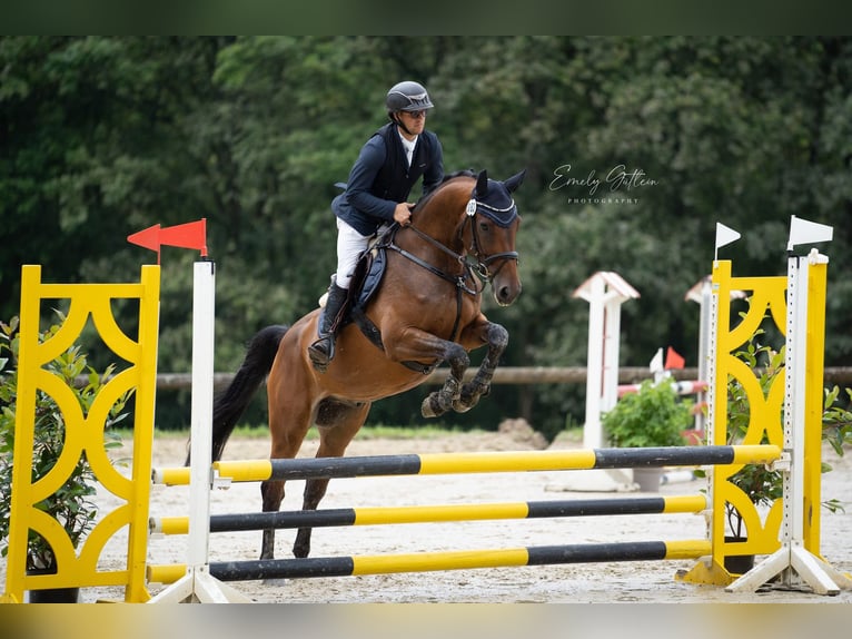 Sportivo Tedesco / Sportivo della Germania Castrone 6 Anni 168 cm Baio in Rehbach