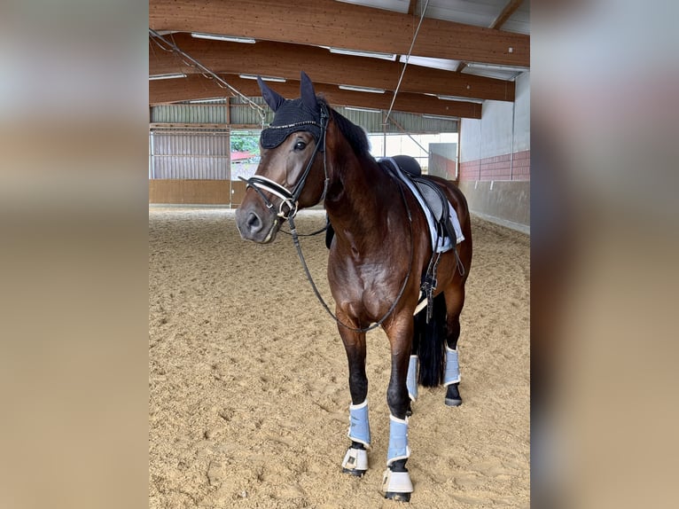 Sportivo Tedesco / Sportivo della Germania Castrone 6 Anni 175 cm Baio scuro in Essen