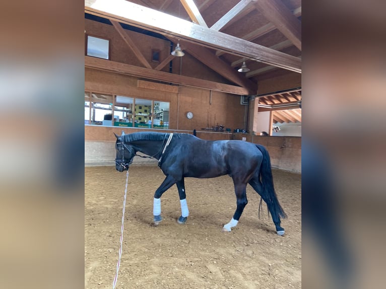 Sportivo Tedesco / Sportivo della Germania Castrone 6 Anni 185 cm in Gaicht