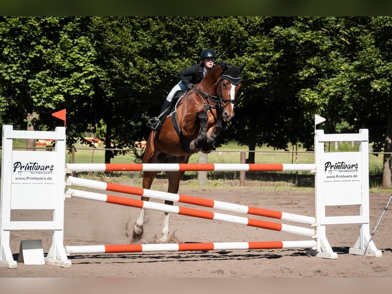 Sportivo Tedesco / Sportivo della Germania Castrone 6 Anni Baio in Schönwalde