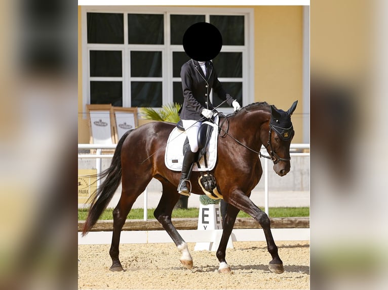 Sportivo Tedesco / Sportivo della Germania Castrone 7 Anni 175 cm Baio nero in Salzburg