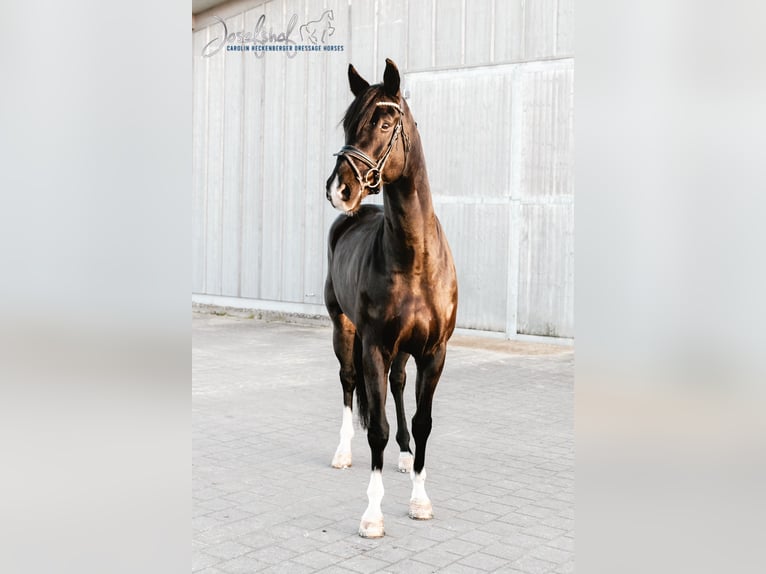 Sportivo Tedesco / Sportivo della Germania Castrone 9 Anni 174 cm Morello in Oberstadion