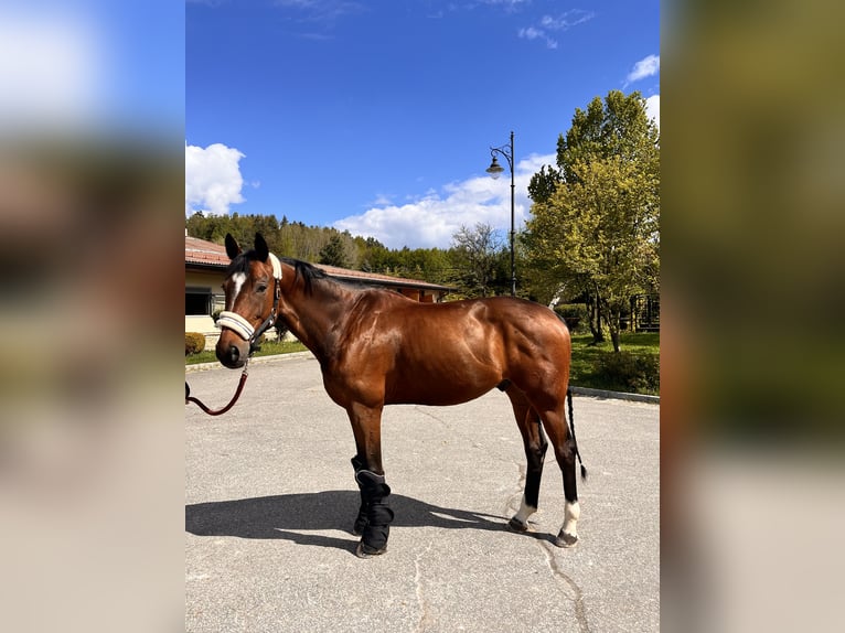 Sportivo Tedesco / Sportivo della Germania Castrone 9 Anni 176 cm Baio in Bielsko-Biała