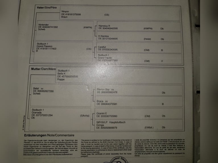 Sportivo Tedesco / Sportivo della Germania Giumenta 10 Anni 180 cm Baio in BlumbergPassow