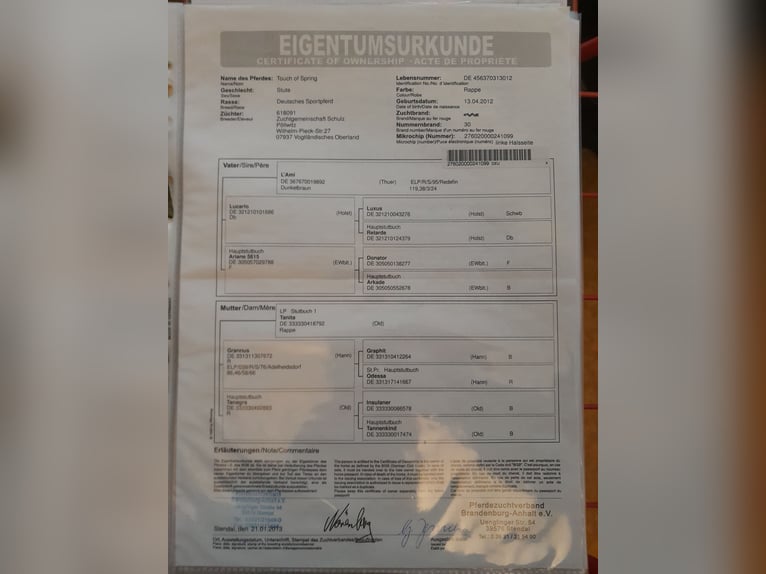 Sportivo Tedesco / Sportivo della Germania Giumenta 12 Anni 167 cm Morello in Zeulenroda-Triebes