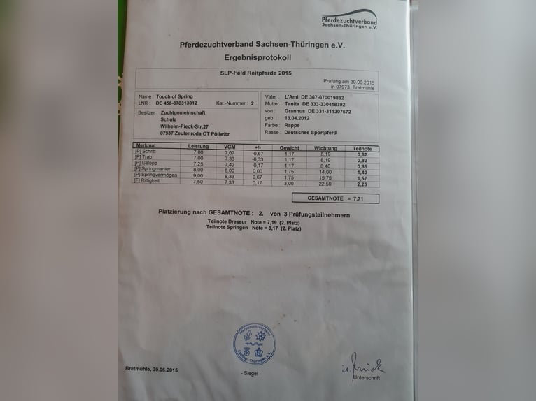 Sportivo Tedesco / Sportivo della Germania Giumenta 12 Anni 167 cm Morello in Zeulenroda-Triebes