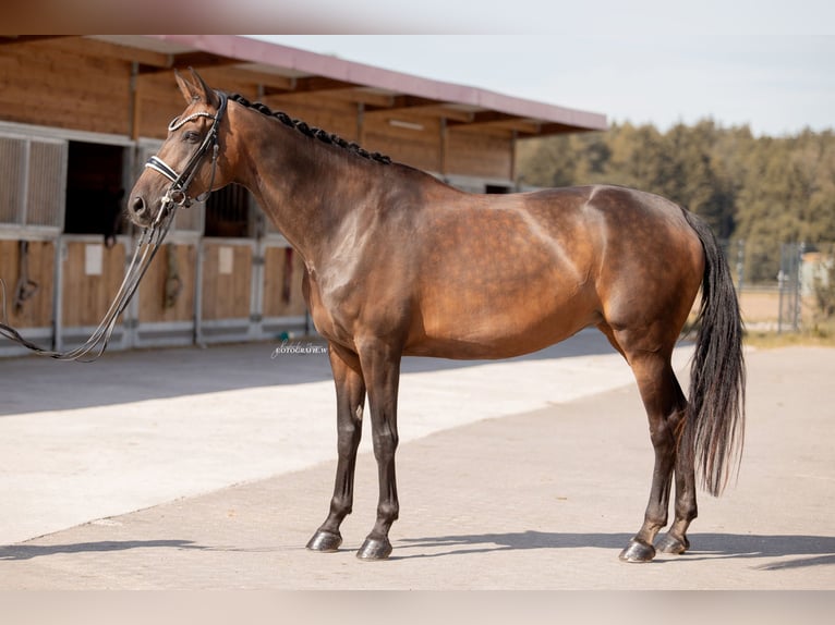 Sportivo Tedesco / Sportivo della Germania Giumenta 12 Anni 172 cm Baio scuro in Lehrberg