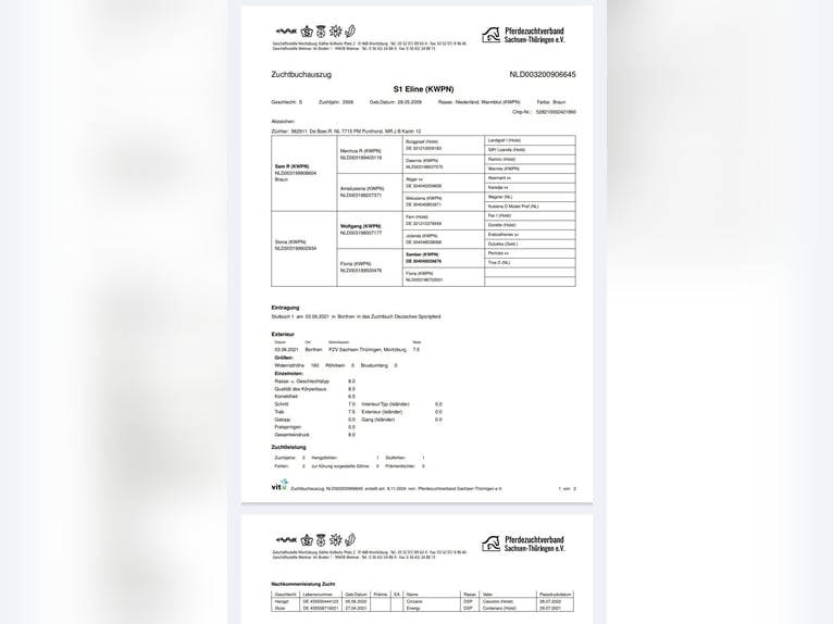 Sportivo Tedesco / Sportivo della Germania Giumenta 16 Anni 165 cm Morello in Frauenstein