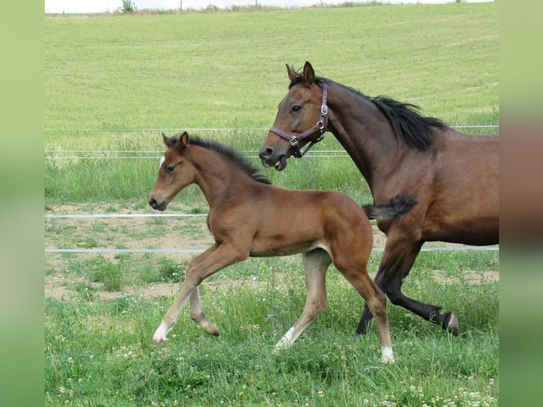 Sportivo Tedesco / Sportivo della Germania Giumenta 1 Anno 167 cm Baio in Querfurt