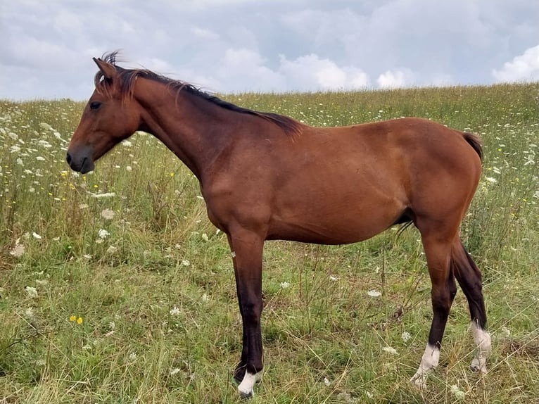 Sportivo Tedesco / Sportivo della Germania Giumenta 1 Anno 167 cm Baio in Querfurt