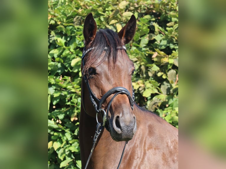 Sportivo Tedesco / Sportivo della Germania Giumenta 3 Anni 167 cm Baio in Ebermannsdorf